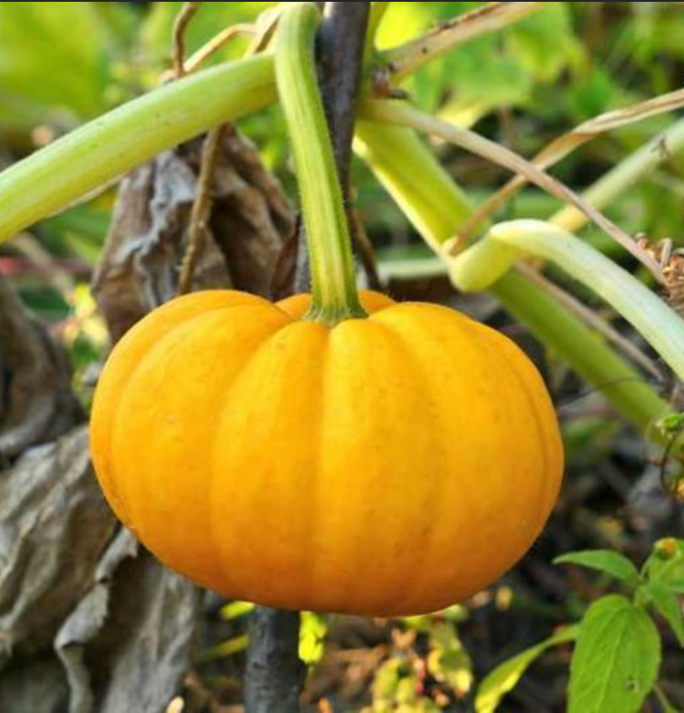 Courge 'Jack be little'