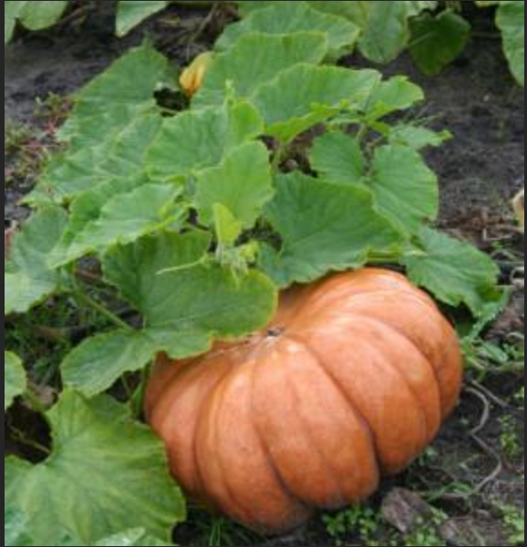 Courge 'Musquée de Provence'