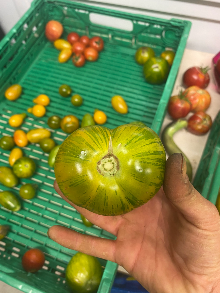 Tomate 'Green Zebra'