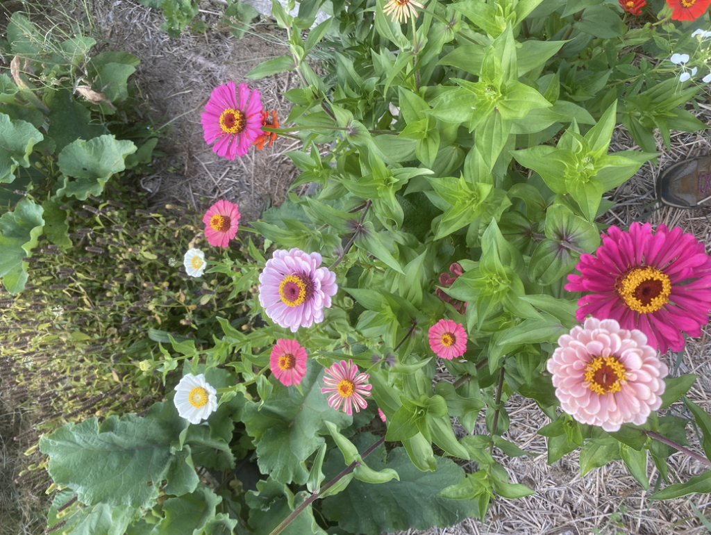 Zinnia 