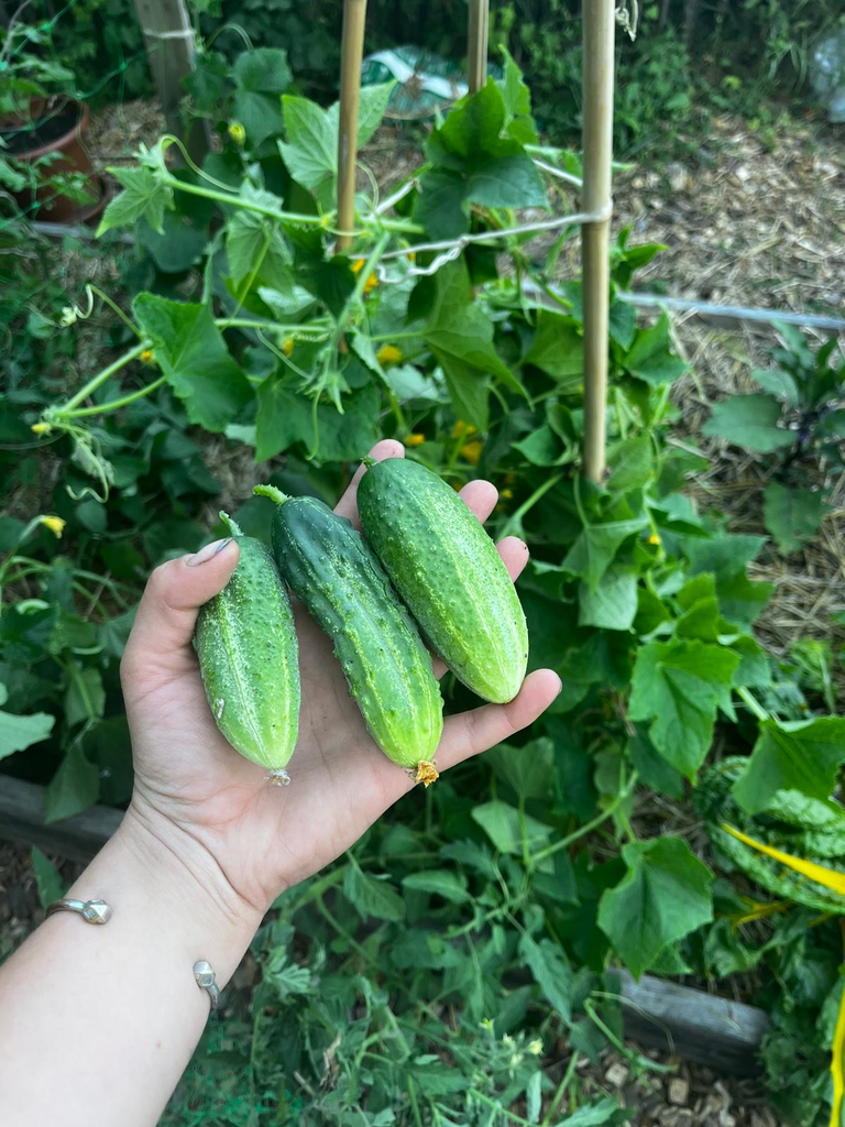 Cornichon 'Vert petit de Paris’