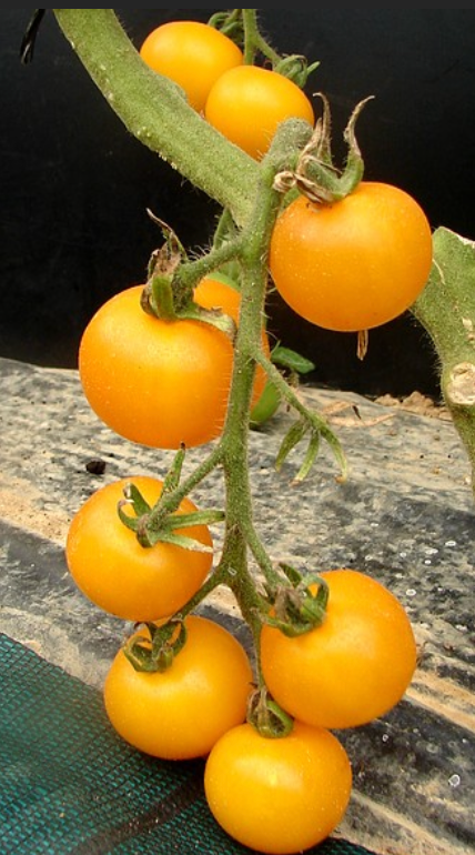 Tomate 'Jaune du lac de Thoune'