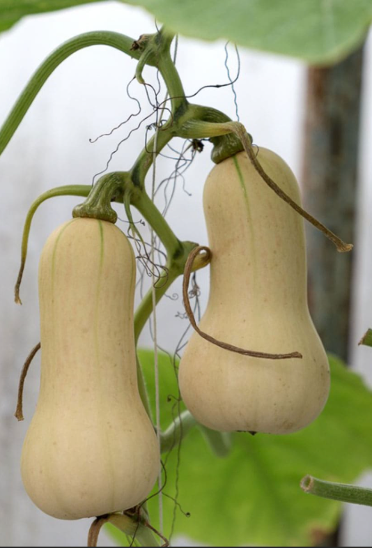 Courge 'Butternut'