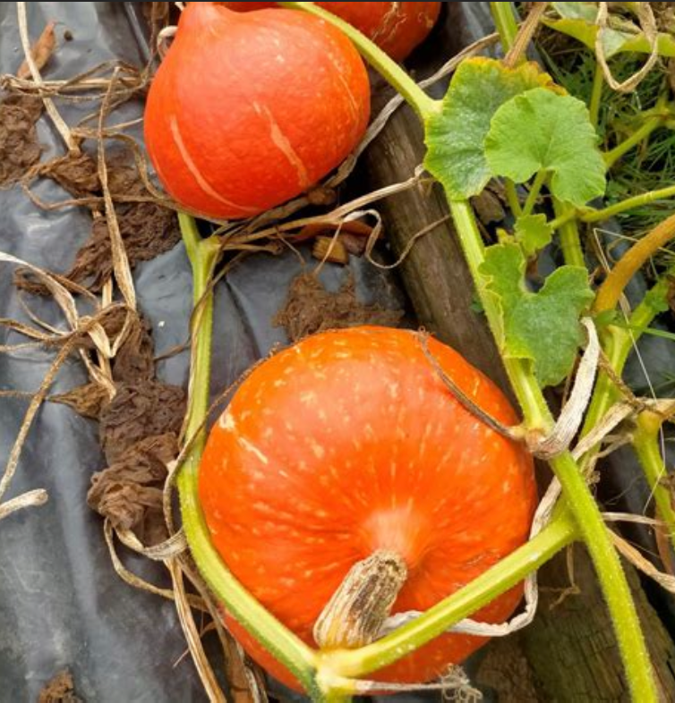 Courge potimarron 'Red Kuri'