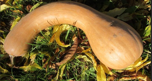 Courge longue de Nice
