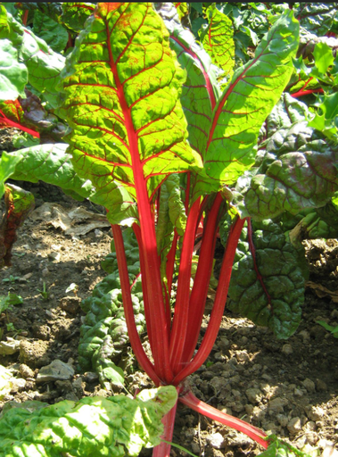 Côte de bette 'Feurio'