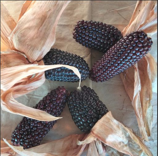 Maïs popcorn rouge