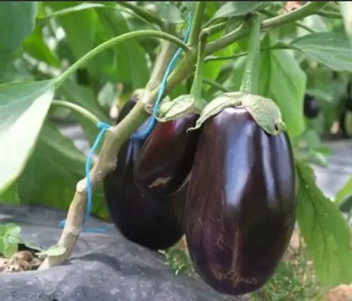 Aubergine 'Meronda'