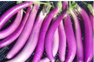Aubergine 'Pink Lady'