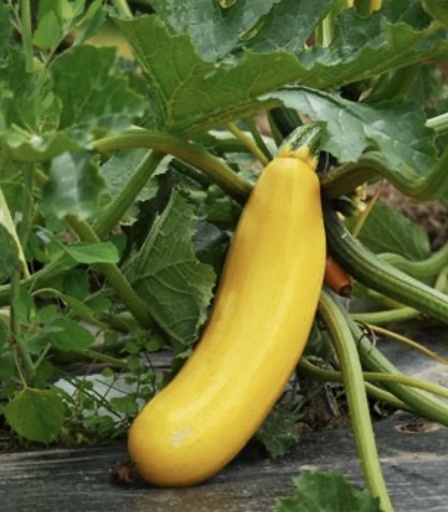Courgette Jaune