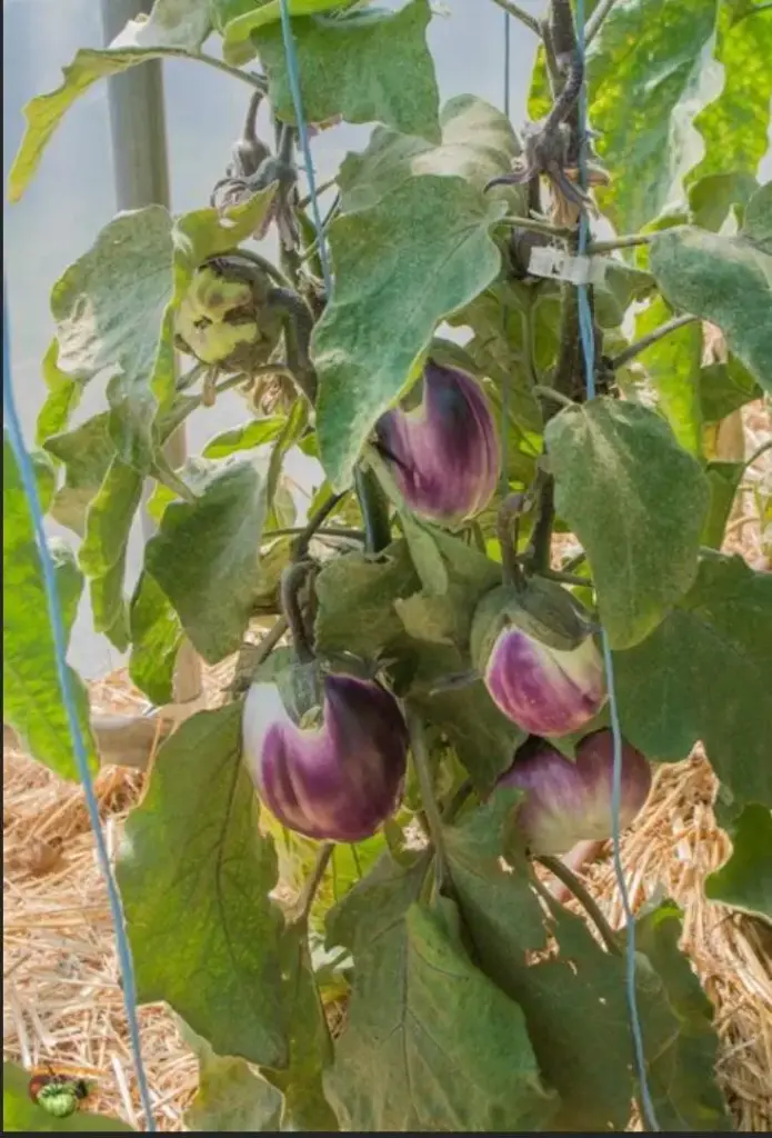 Aubergine 'Rotonda Bianca Sfumata Di Rosa'