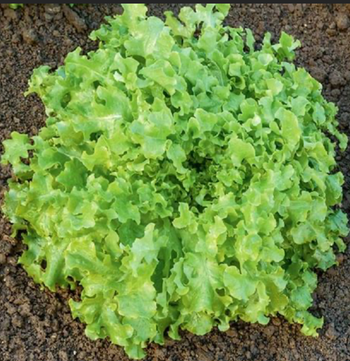 Laitue 'Feuille de Chêne' Vert