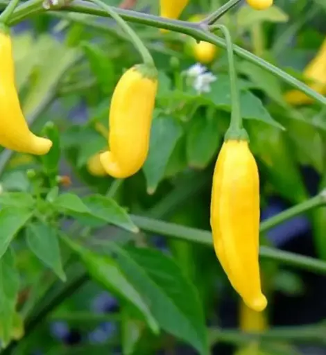 Piment 'Lemon Drop'