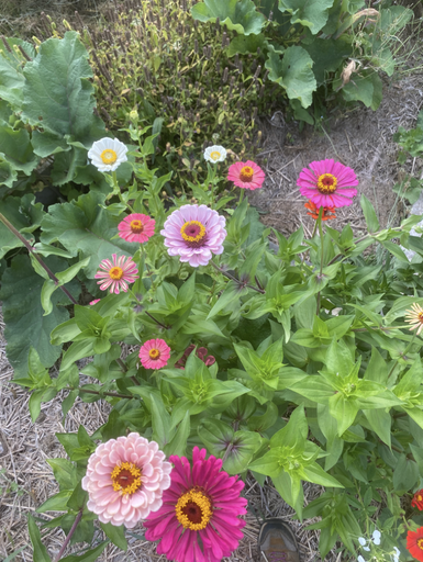 Zinnia 