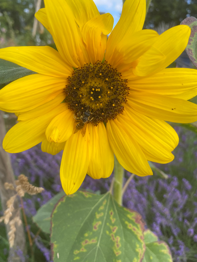 Tournesol géant 
