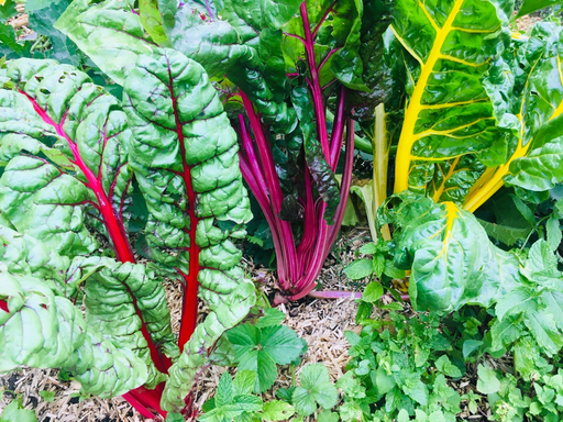 Côte de bette 'mélange de couleur' 