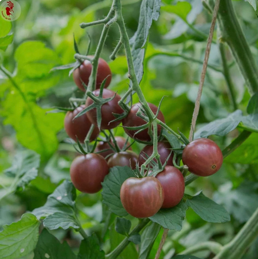 Tomate cerise ‘Black cherry’