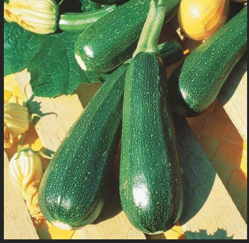 Courgette 'Verte des Maraichers'