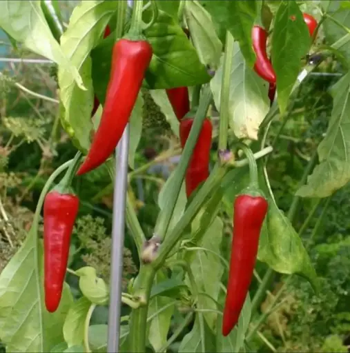 Piment de Cayenne