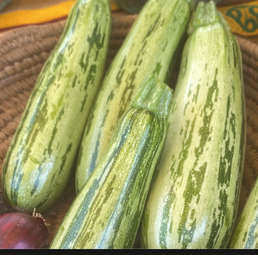 Courgette de Gêne Striée Vert-Jaune