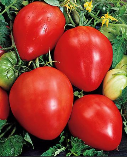Tomate 'Coeur de Boeuf'