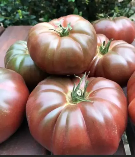 Tomate 'Noire de Crimée'