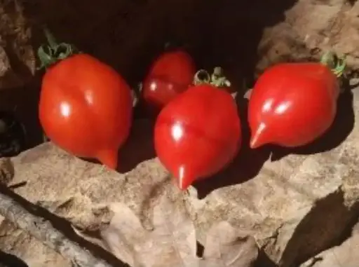 Tomate 'Spongillo Di Torre Del Greco'