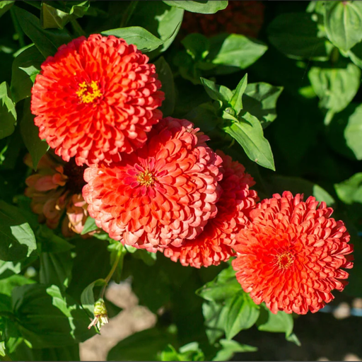 Zinnia 'Giant Corral'