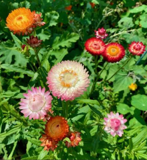 Immortelle 'Roggli Riesen'
