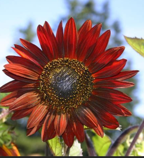Tournesol 'Velvet Queen'
