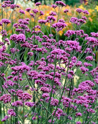 Verveine