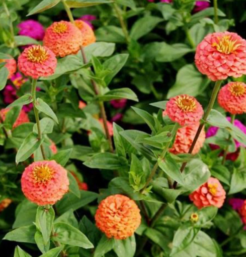 Zinnia 'Liliput Kanariengelb'