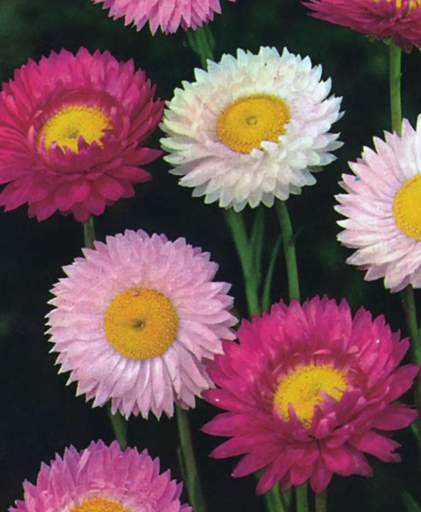 Acroclinium roseum 'Red Bonnie'