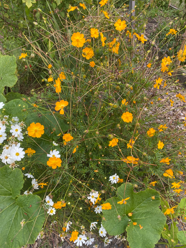 Cosmos Orange