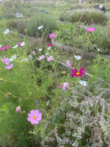Cosmos