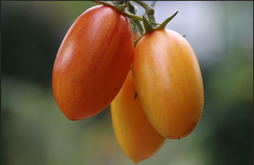Tomate 'Blush Tige'