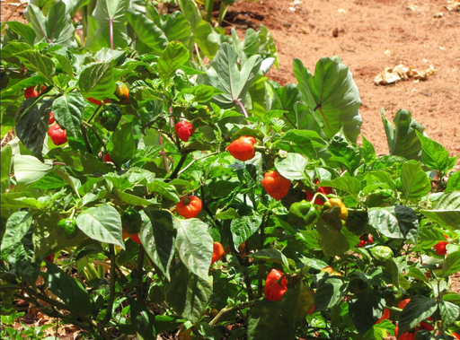 Poivron rouge