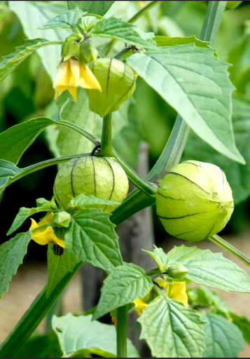 Physalis