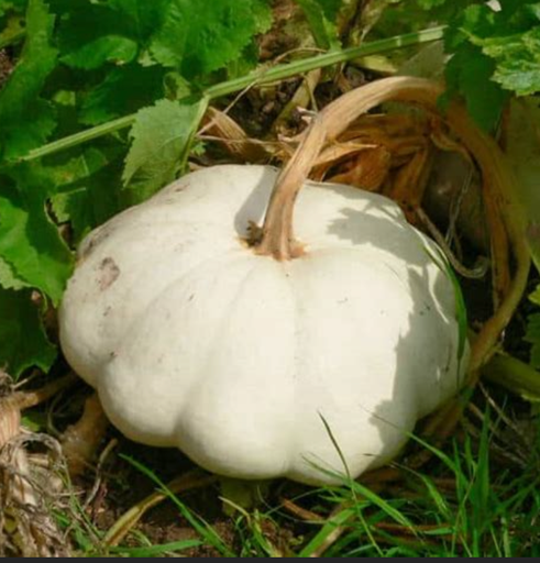 Courge pâtisson 'blanc'